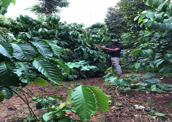 hình ảnh vườn cây cà phê của anh Y U ayun vay vốn giải quyết việc làm 